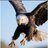 Eagle12